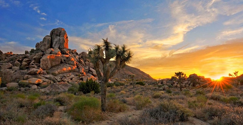 Joshua Tree National Park