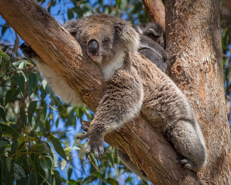 Koala in Tree, Australia