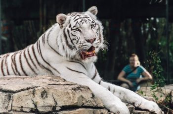 Bengal Tiger at Busch Gardens in Tampa