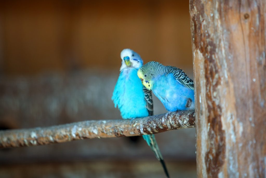 Colorful parrots in a cage at a zoo