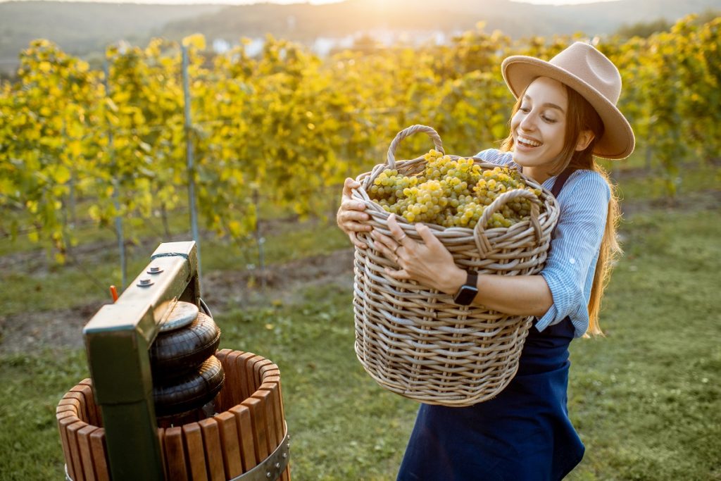 vineyard tour