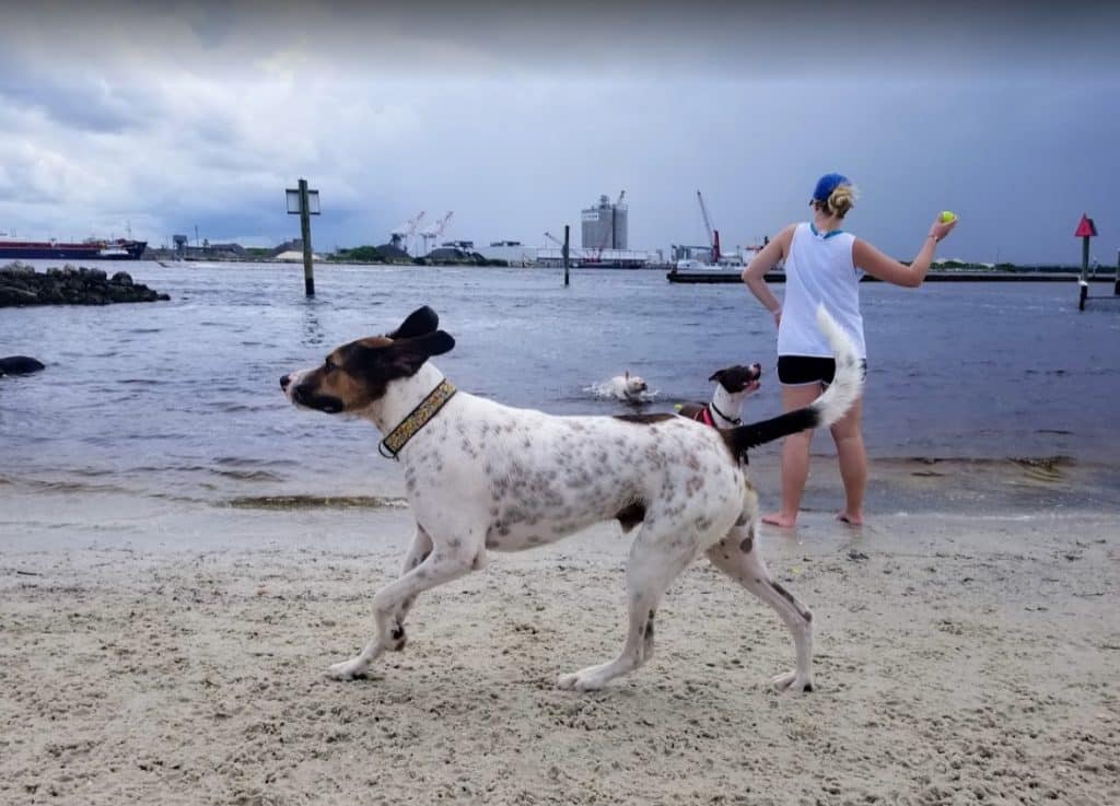 Davis Island Dog Beach