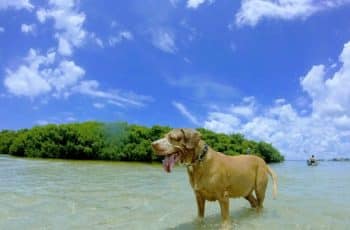 Fort De Soto (Paw Playground)