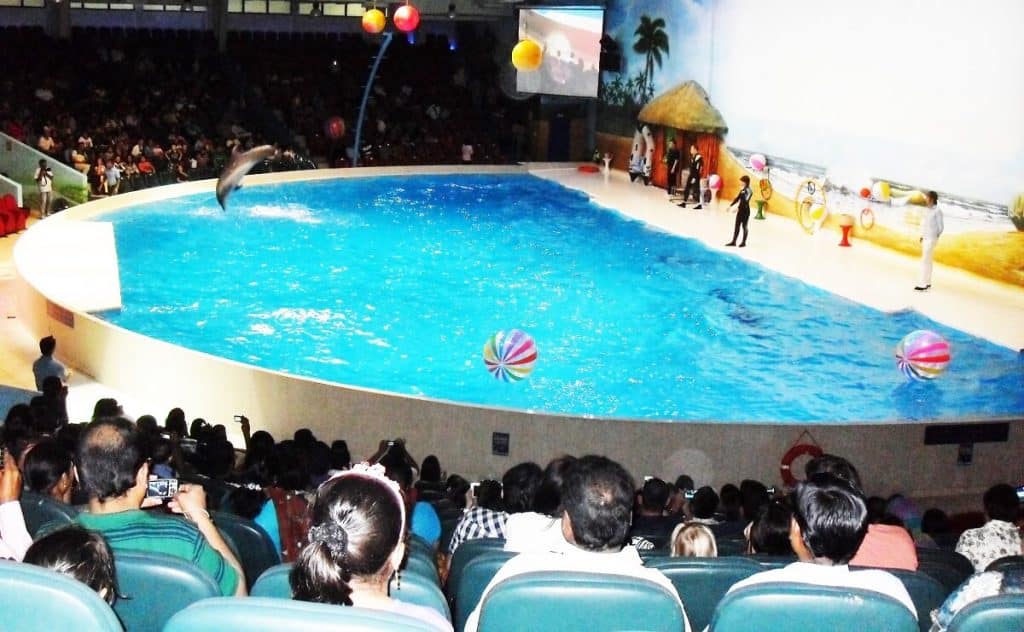 Dolphin show at Dubai dolphinarium